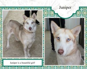 . Juniper .