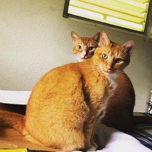 . Bubba and Pan .