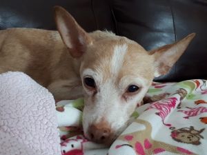 . *Adoption Pending* Desi .