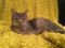 . Del (toothless FIV + lovebug!) .