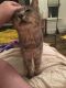 . Del (toothless FIV + lovebug!) .