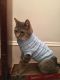 . Del (toothless FIV + lovebug!) .