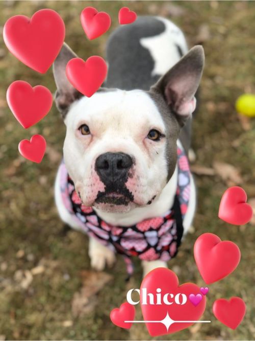 . Chico .