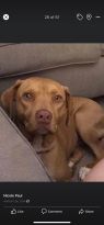. Annie Hope 0815 *URGENT home needed ASAP .