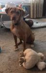 . Annie Hope 0815 *URGENT home needed ASAP .