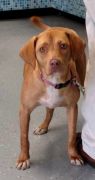 . Annie Hope 0815 *URGENT home needed ASAP .