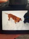 . Annie Hope 0815 *URGENT home needed ASAP .