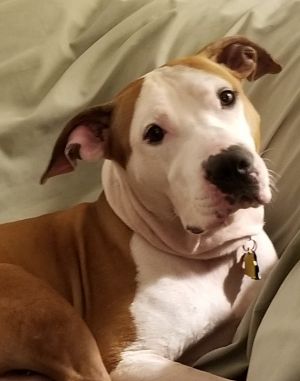 . ** GUEST DOG ** Ranger .