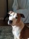 . ** GUEST DOG ** Ranger .
