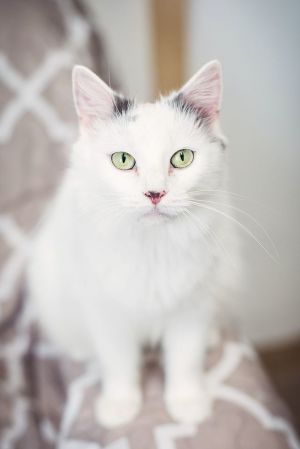 . Delilah .