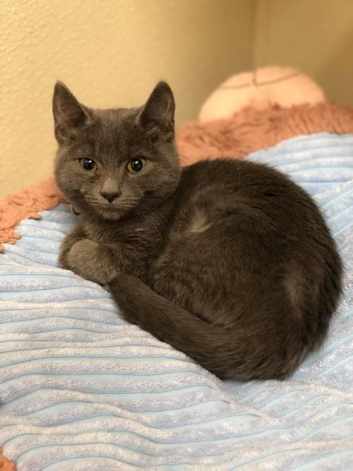 . Trixie - kitten! .