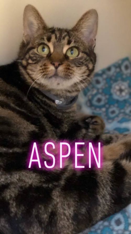. Aspen - update! adopted! .