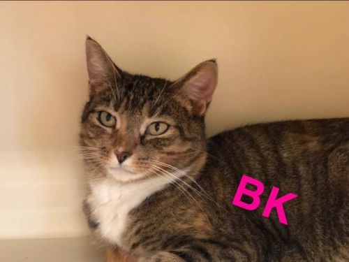 . BK .