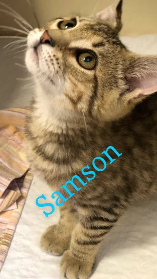 . Samson - update! adopted! .