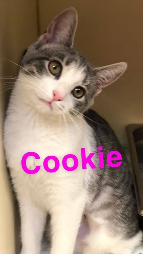 . Cookie - update! adopted! .