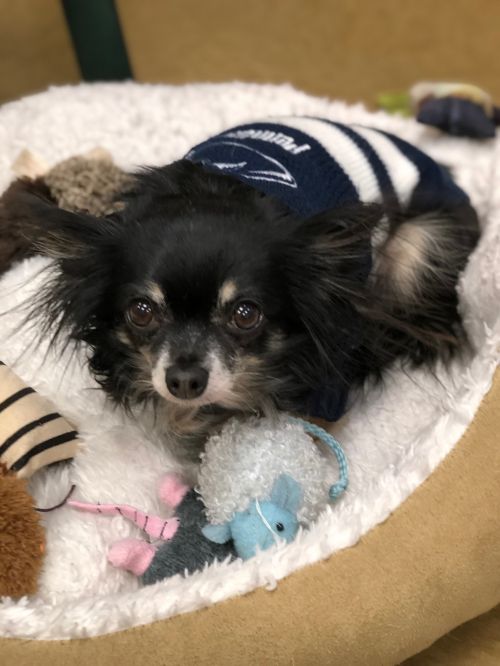 . Olivia - bonded with Poncho .