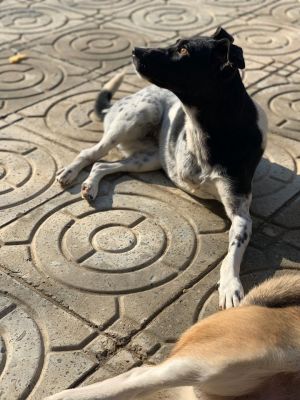 . Kylo Russian Tripod Baladi .