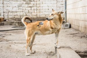 . Kira Russian Tripod Baladi .