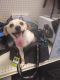 . Salt PR Doxie mix .