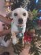 . Salt PR Doxie mix .
