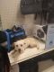 . Salt PR Doxie mix .