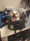 . Salt PR Doxie mix .