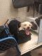. Salt PR Doxie mix .