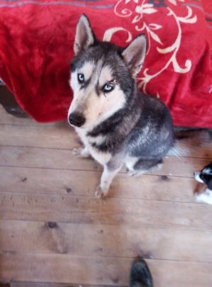 . Alexei Russian Husky .