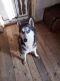 . Alexei Russian Husky .