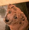 . Bliss! PUPPY .