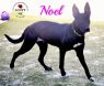 . Noel .