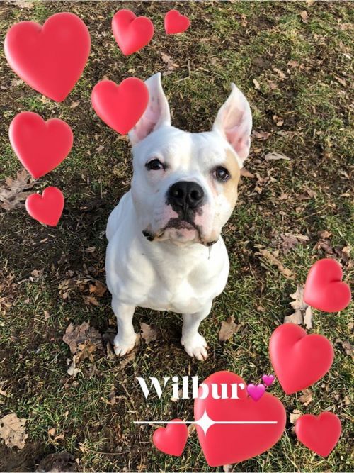 . Wilbur .