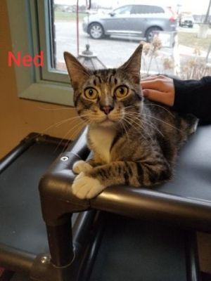 . Ned .