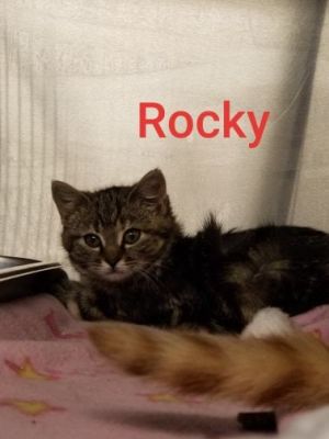 . Rocky .