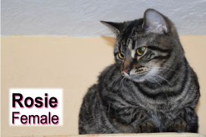 . Rosie .