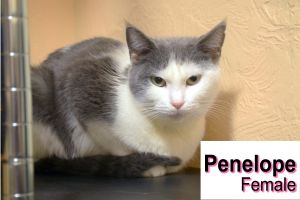 . Penelope .