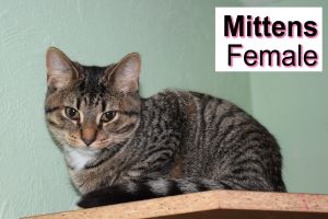 . Mittens .