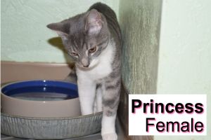 . Princess .