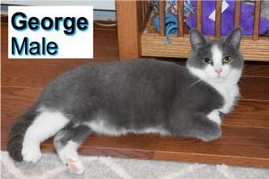 . George .