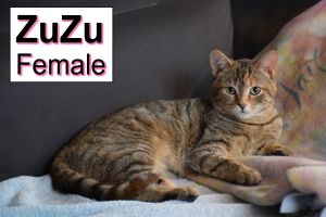 . ZuZu .