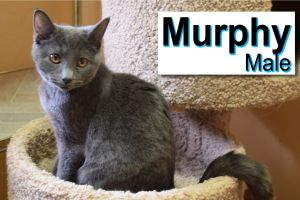 . Murphy .