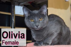 . Olivia .