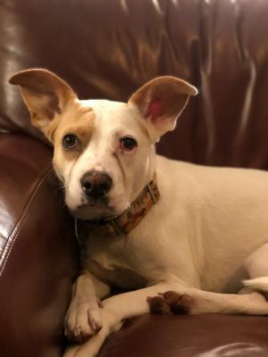 . **Guest Dog** Lena .