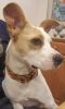 . **Guest Dog** Lena .