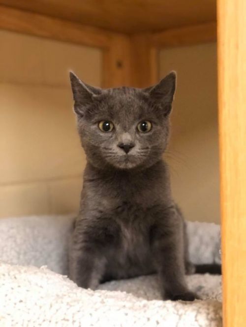 . Precious - update! adopted! .
