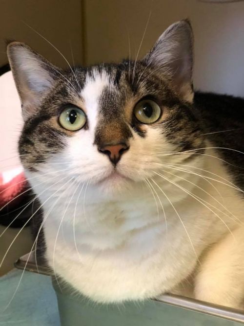 . Belle - 4 paw declaw .