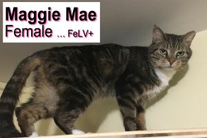 . Maggie Mae .