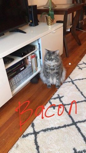 Photo of Bacon