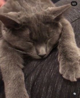 Photo of Waffles