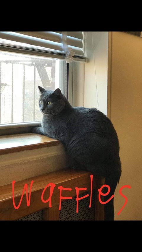 Photo of Waffles